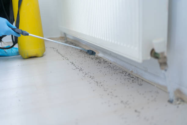 Best Mosquito Control Services  in Macom, IL